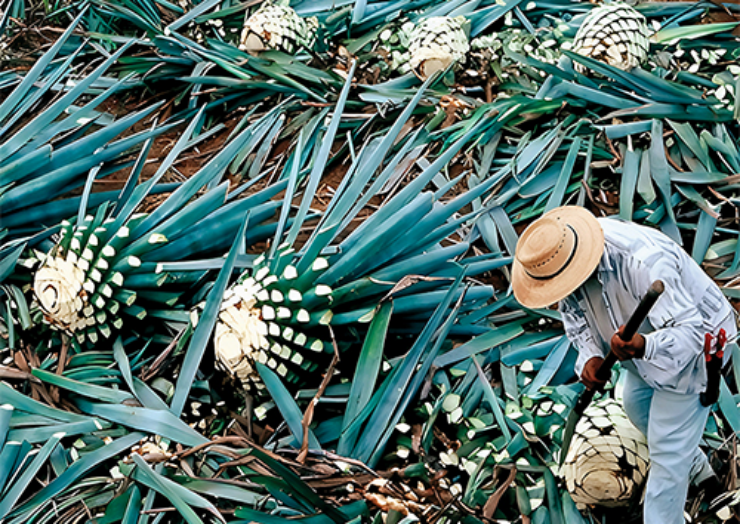 Tequila en Mezcal agave oogst